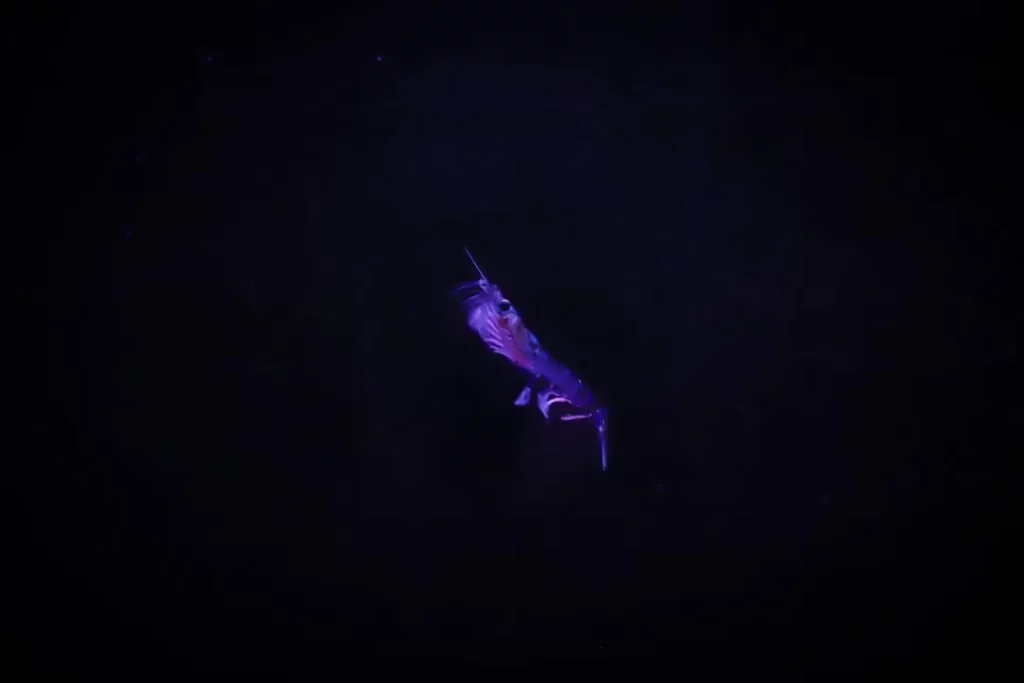 beneficios-del-aceite-de-krill